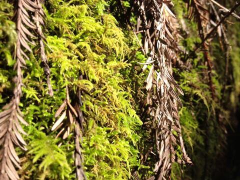 close up of trees