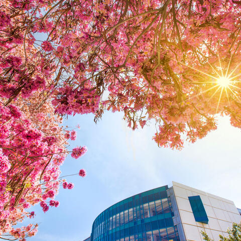 Photo of pink, flowering tree on CSU Fullerton campus