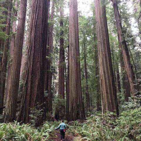 Meghann standing with redwood trees