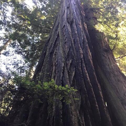 Redwood tree