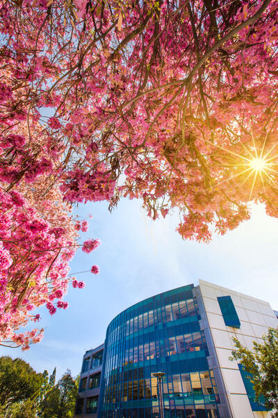 Photo of pink, flowering tree on CSU Fullerton campus