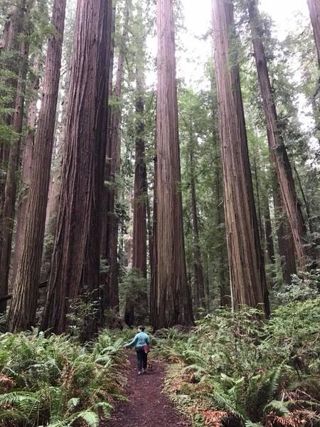 Meghann standing with redwood trees