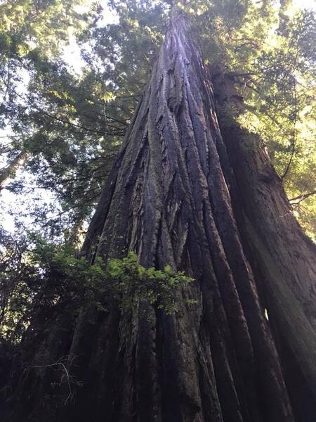 Redwood tree